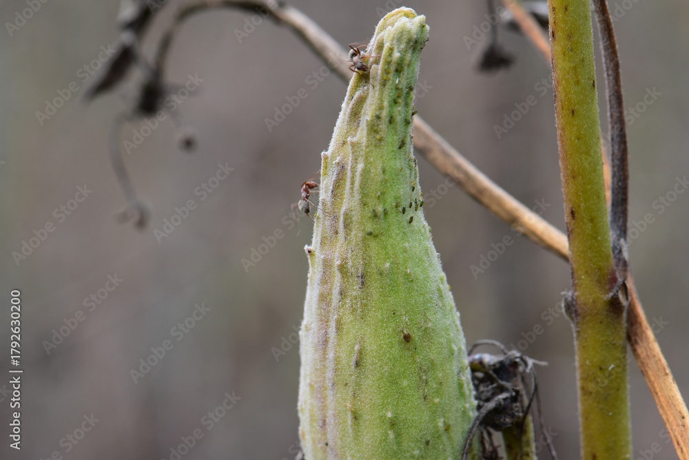 Naklejka premium Ants on the stem of a dry Milkweed plant in the forest 