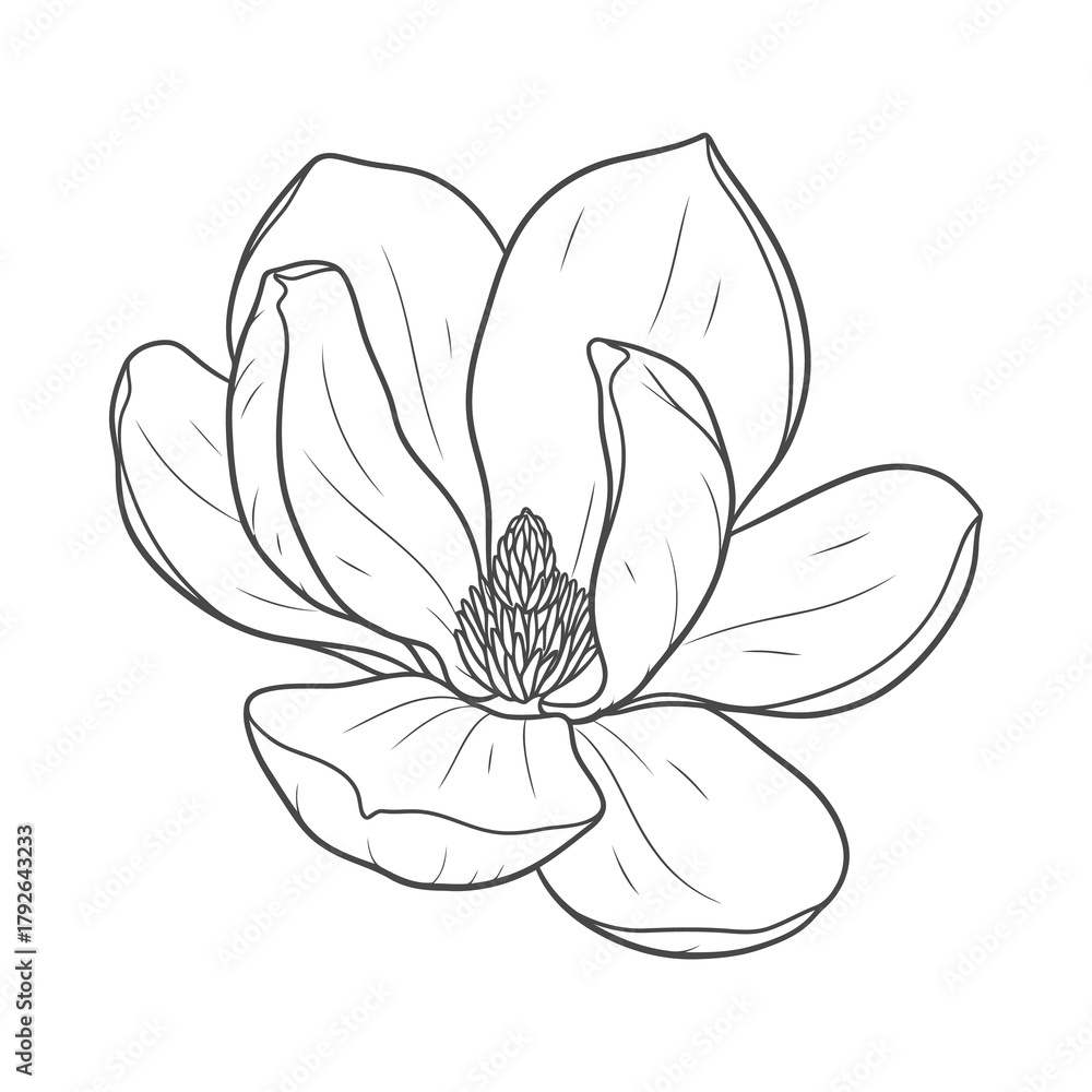 Obraz premium Botanical magnolia flower line art drawing for design element
