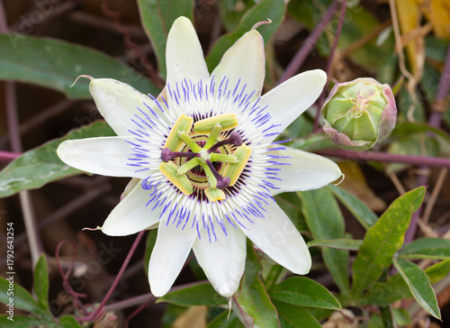Beautiful close-up of a blooming passion flower (Passiflora) with its exotic petals and a ripe fruit. Bright tropical plant on a natural green background, symbol of beauty and vitality. 