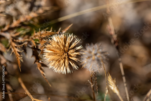 Dry thorn plant close-up in natural light. Sharp spiky texture of a dried thistle on a blurred background. Concept of drought, resilience, and wild nature.   