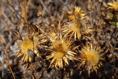 Dry thorn plant close-up in natural light. Sharp spiky texture of a dried thistle on a blurred background. Concept of drought, resilience, and wild nature.   