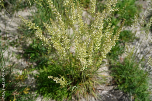Blue green moor grass (Koeleria glauca) growing in a dry sandy habitat.