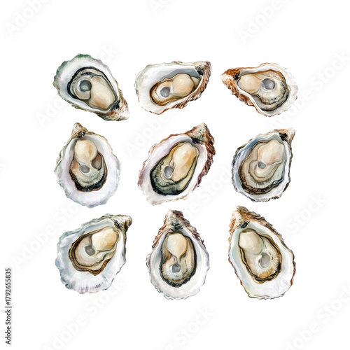 Oysters on Transparent Background