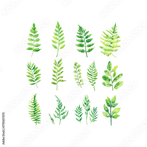 Watercolor Fern Leaves Green on Transparent Background