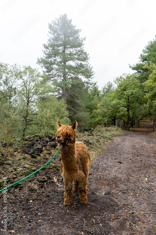 Obraz premium Alpaca trekking on Mount Etna in Sicily - Italy