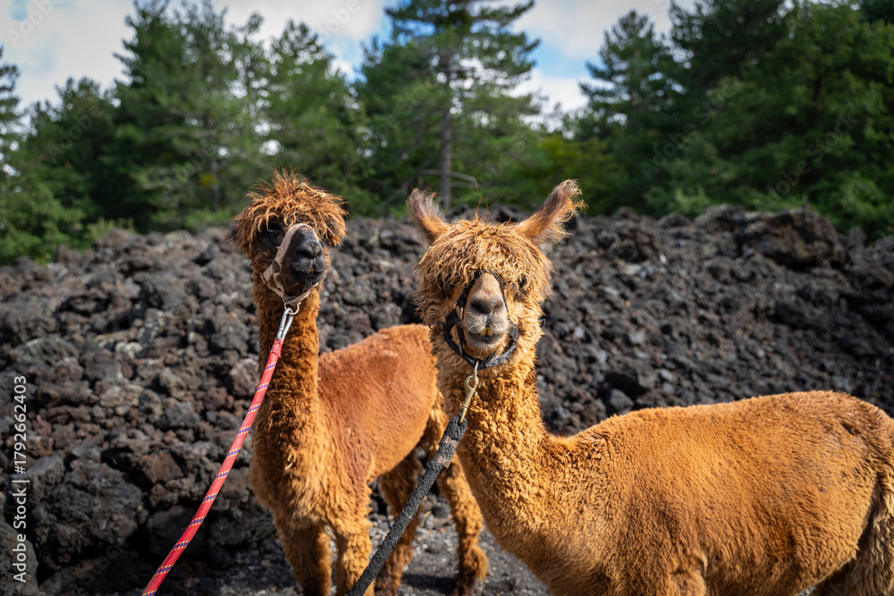 Obraz premium Alpaca trekking on Mount Etna in Sicily - Italy