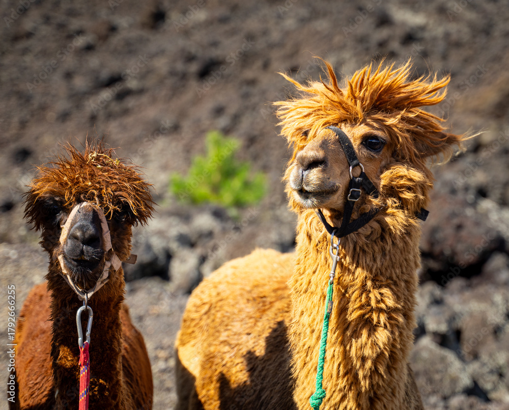 Naklejka premium Alpaca trekking on Mount Etna in Sicily - Italy