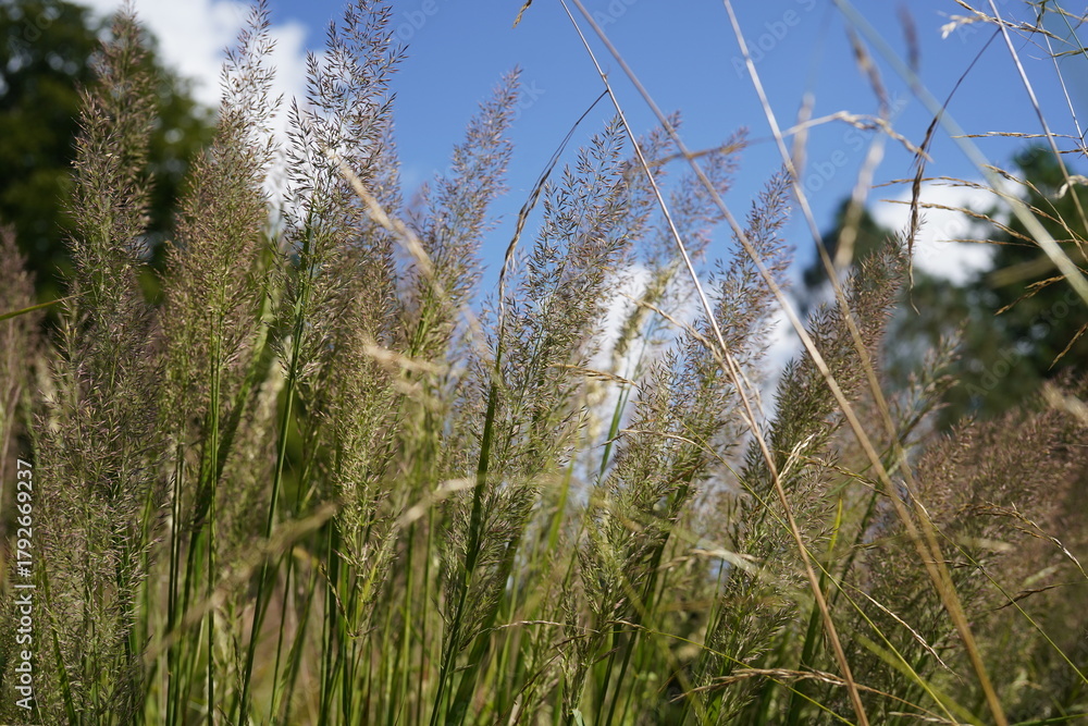 Obraz premium image of beautyful feather reed grass (calamagrostis brachytricha)