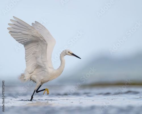 Beautiful and elegant egret with it's wings stretched out