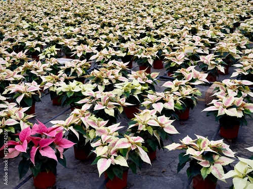 One red poinsettia plant in a large group of pink poinsettias 