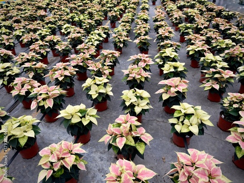 Rows of pink poinsettia plants 
