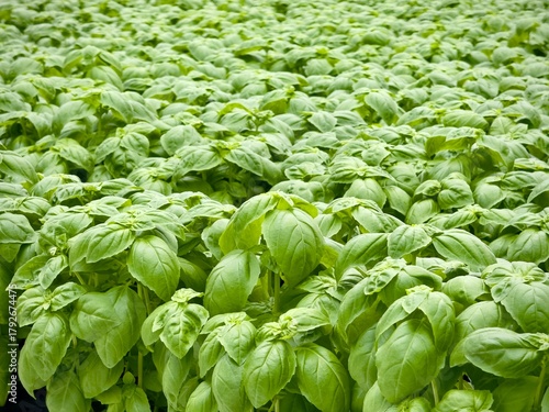fresh green basil