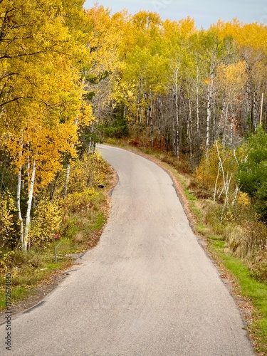 road in autumn forest