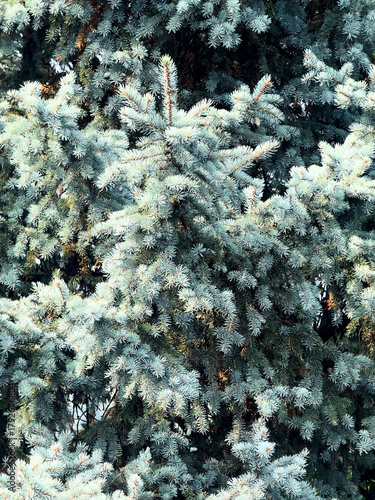 Sfondo con rami e foglie aghiformi di una picea, abete bianco