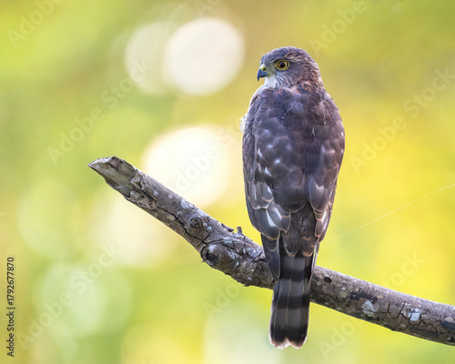 Juvenile Japanese Sparrowhawk  surveying the forest
