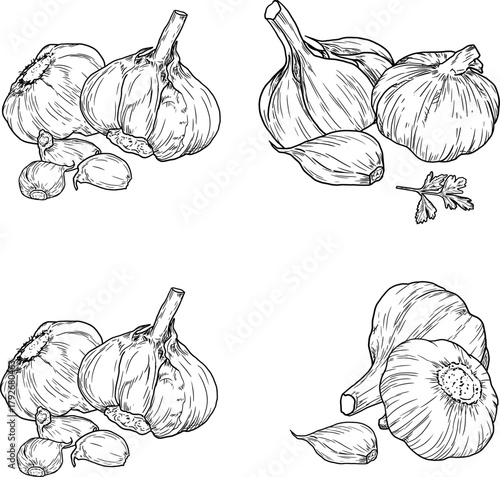 Garlic bulb and garlic cloves, sketch. Vector illustration. Spicy vegetable, parsley and rosmarinus, set of silhouettes isolated on a white background. Suitable for cooking, canning, menus and recipes