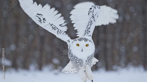 A snowy owl captured mid-flight, wings spread wide. The video shot from a front angle showcases its grace against a blurred, snowy forest backdrop.