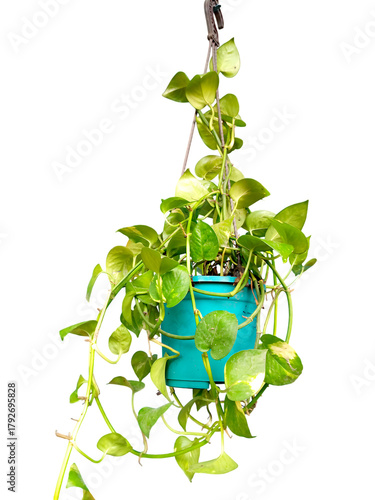 Hanging pothos plant in blue pot on black background beautiful leaves