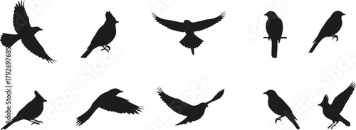 Bird silhouettes, flying and perched, black shapes, white background, avian poses, nature illustration, wildlife vector, artistic bird design