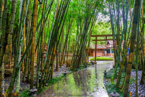 Papier peint Many bamboo stalks and light beam,bamboo thick and green,bamboo forest with young Bamboos
