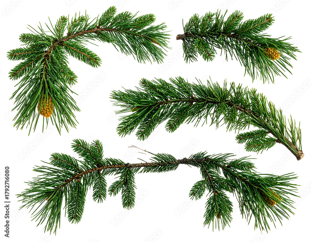 Naklejka premium Four evergreen branches with small cones on black background