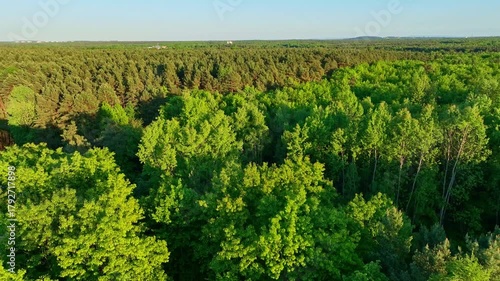 Smooth 4K aerial drone flight over dense forest in perfect weather, showcasing vibrant green treetops and natural beauty.
