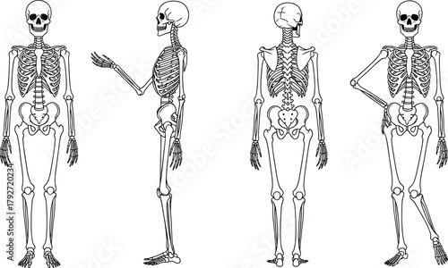 Human skeleton anatomy illustration front, side, and back view, medical bone structure vector, biology education diagram, healthcare anatomy concept art