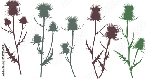 Thistle plant silhouettes, botanical design, spiky leaves, floral shapes, colored illustration, nature art, wild flora, minimal style, vector graphic