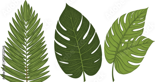 Tropical leaves, Monstera foliage, palm frond, botanical illustration, green plant, leaf shapes, nature design, exotic flora, vein patterns, jungle vibe