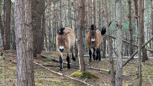 Przewalski Pferde im Wald