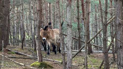 Przewalski Pferde in Franken