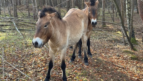 Przewalski Pferde in Franken