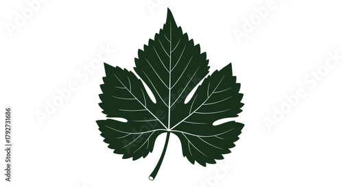 Stylized dark green grape leaf with prominent veins and characteristic lobes, isolated on a clean white background, symbolizing viticulture, wine, and nature.