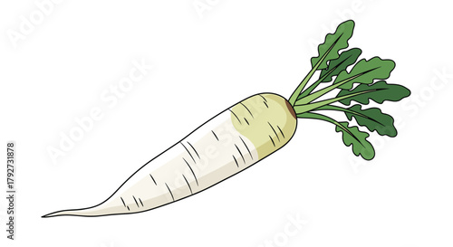 A fresh, long white daikon radish with vibrant green leaves is depicted on a plain white background, ready for culinary use.