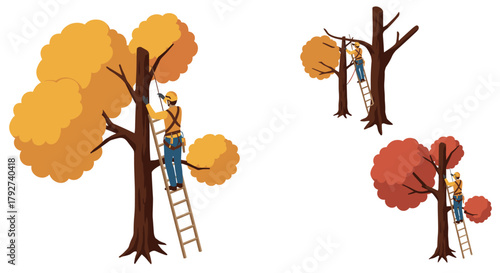 Professional arborist climbing tree with ladder for autumn pruning and maintenance