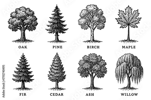 Detailed black and white tree collection featuring oak, pine, birch, and more