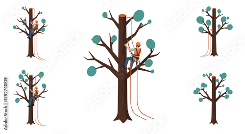 Arborist climbing tree for pruning, safety equipment and tools for tree maintenance