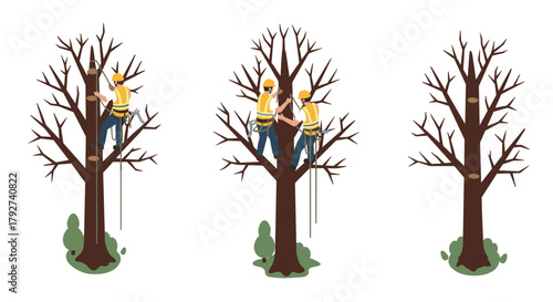 Tree maintenance process arborists pruning and removing large branches