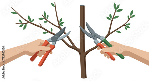Pruning techniques for healthy tree growth illustrated