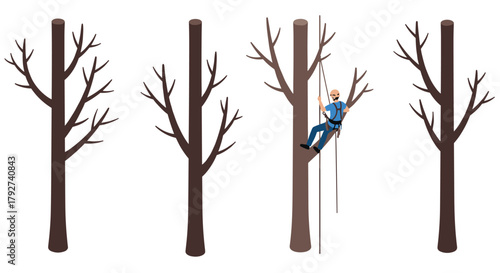 Isometric arborist climbing tree for winter pruning and maintenance