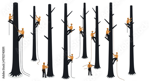 Skilled arborists climbing tall trees in safety gear