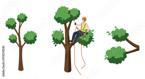 Arborist climbing tree for trimming safety gear and equipment in action