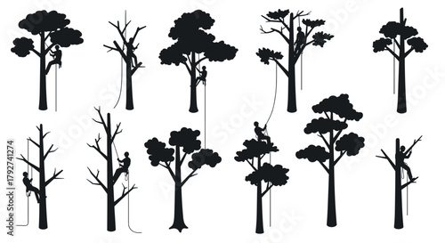 Silhouettes of arborists climbing and pruning trees for tree care