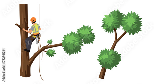 Arborist climbing tree for safe pruning with safety gear and helmet