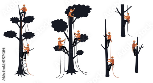 Professional arborist tree climbing techniques for safe tree maintenance