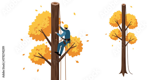 Professional arborist climbing tall autumn tree with safety gear and rope