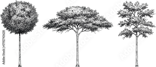 Three tree silhouettes, diverse foliage shapes, acacia, deciduous, tiered canopy, nature vector illustration, botanical design, landscape element, eco-themed graphic art