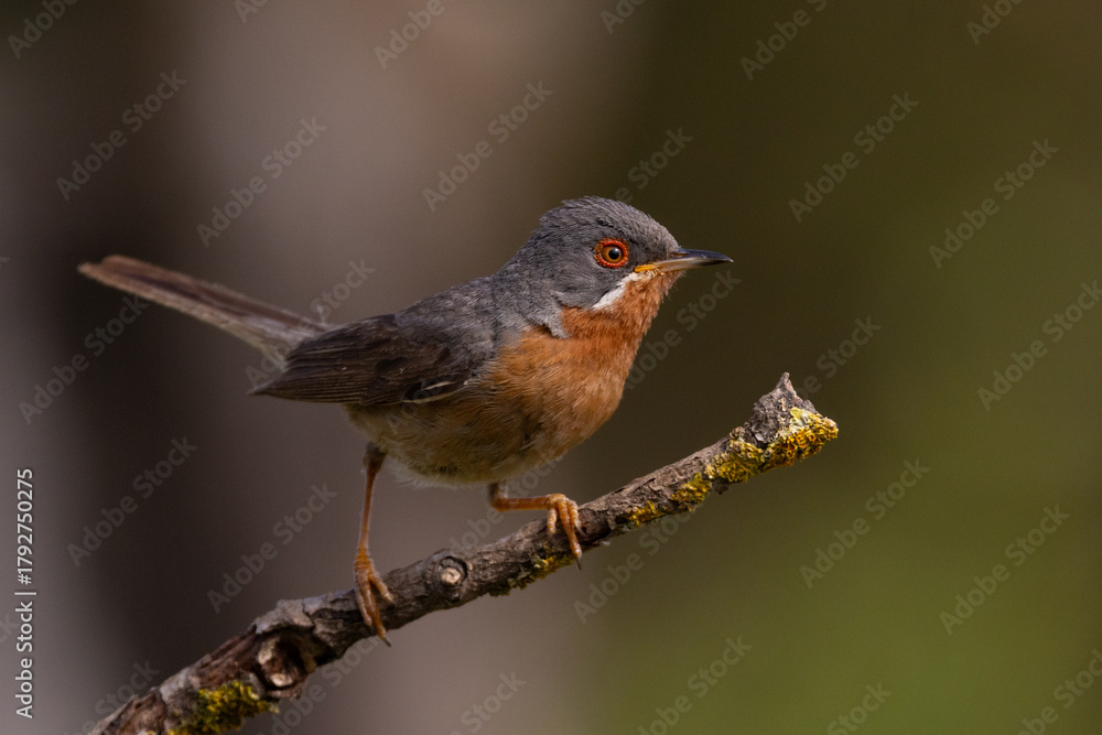 Fototapeta premium Western subalpine warbler