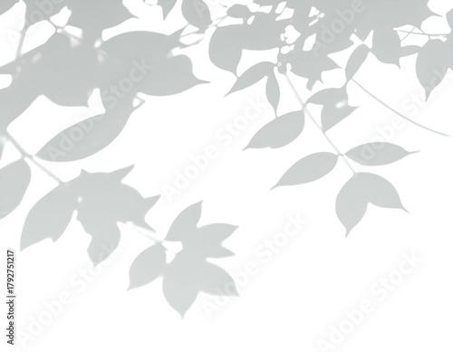 Light gray stylized leaves and branches against black