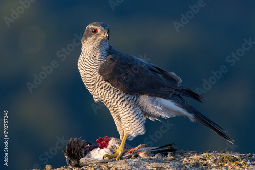 Northern goshawk